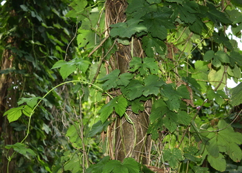 Hopfen (Humulus lupulus) - © Emanuel Trummer